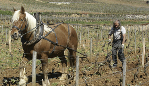 Labour a cheval